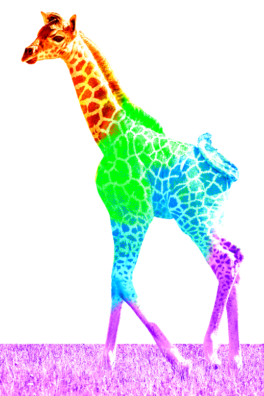 giraffe